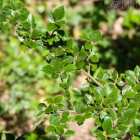 Himalayan Cotoneaster